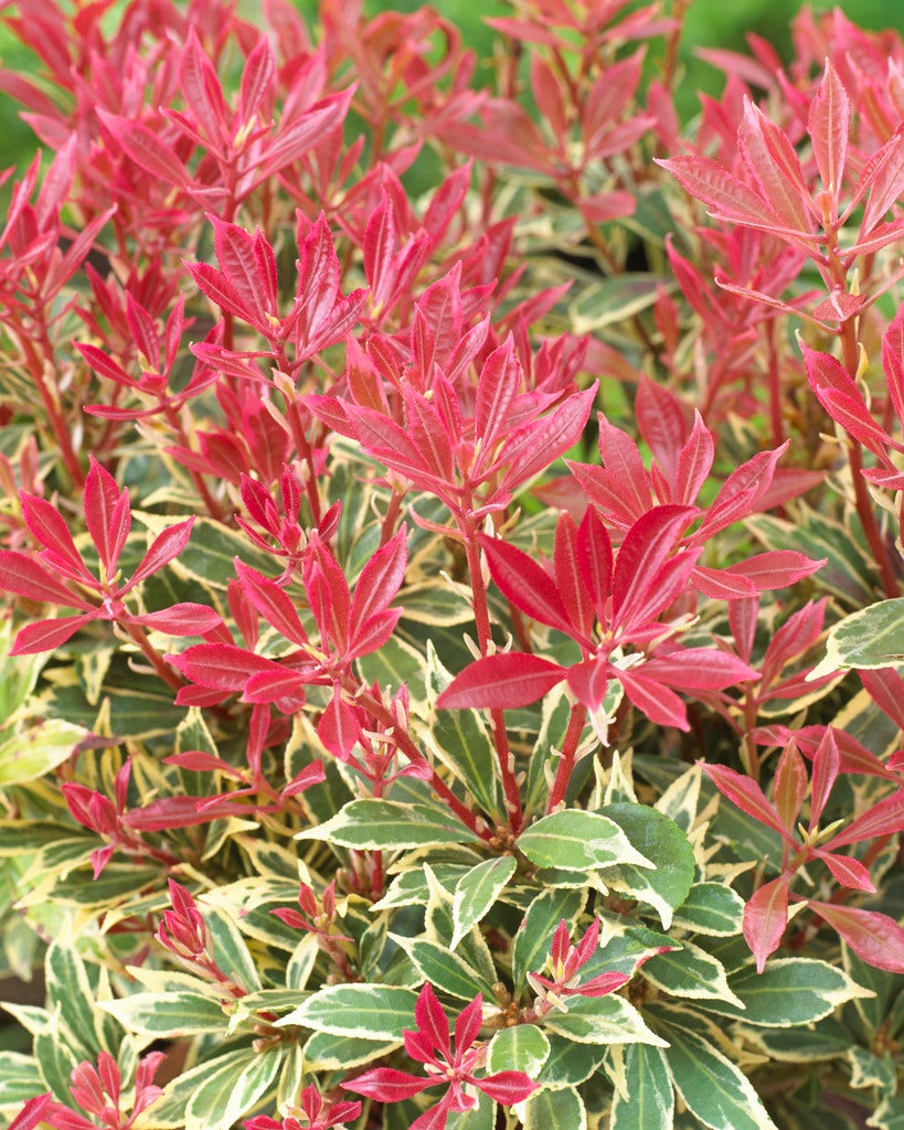 Rotsheide (Pieris japonica 'Carnaval')