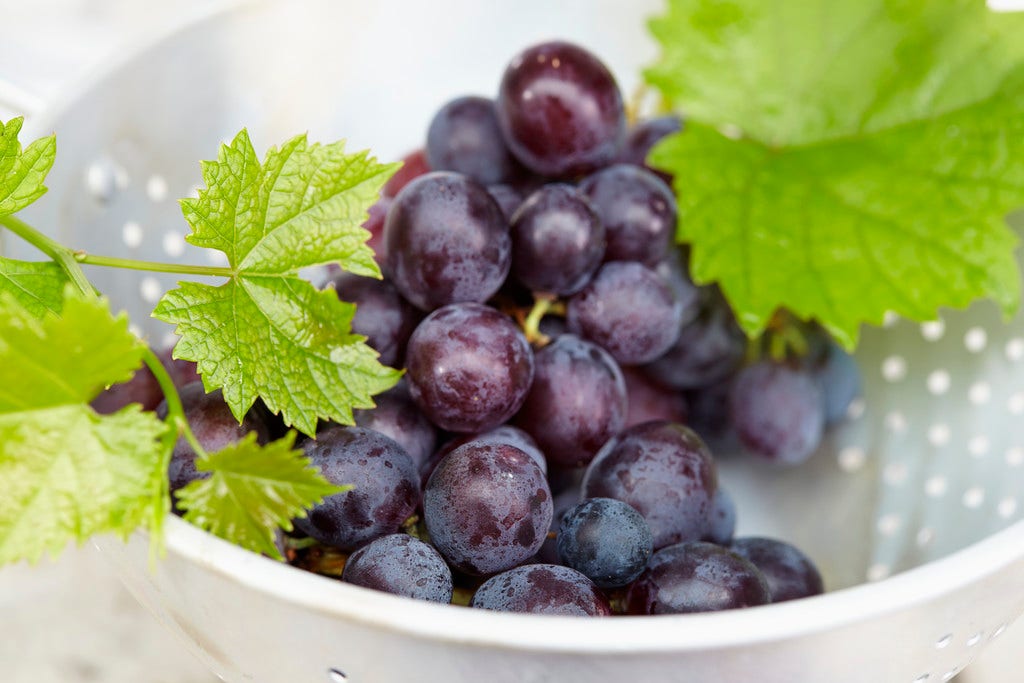 Blauwe druif (Vitis vinifera 'Muscat Bleu')