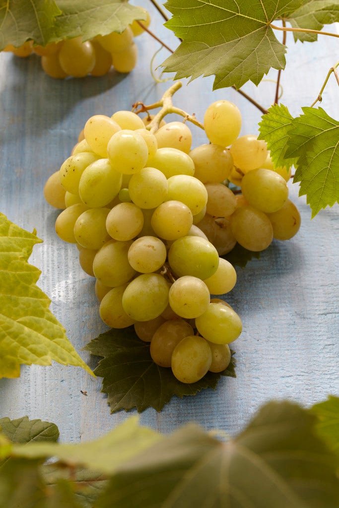 Witte druif (Vitis vinifera 'Italia')