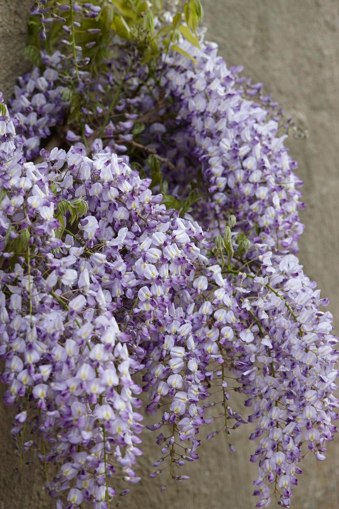 Blauweregen (Wisteria floribunda 'Domino')