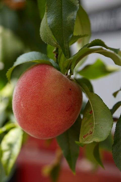 Perzik als halfstam (Prunus persica 'Fayette')