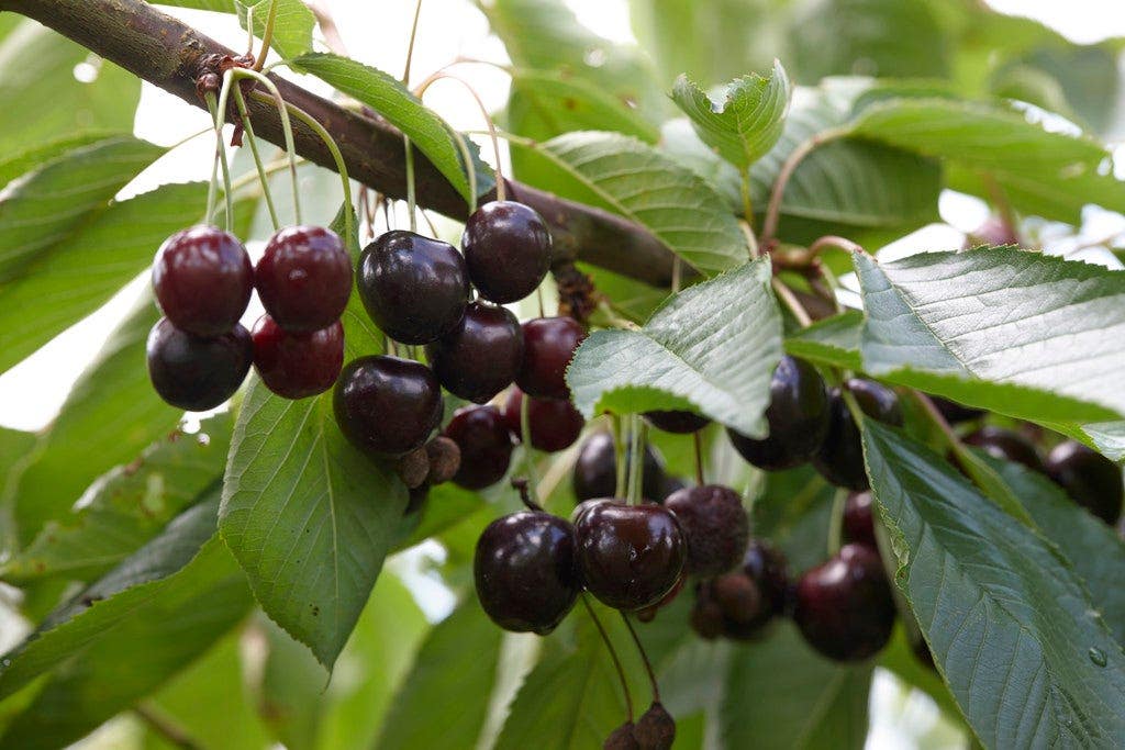 Lei-Kers (Prunus avium 'Lapins')