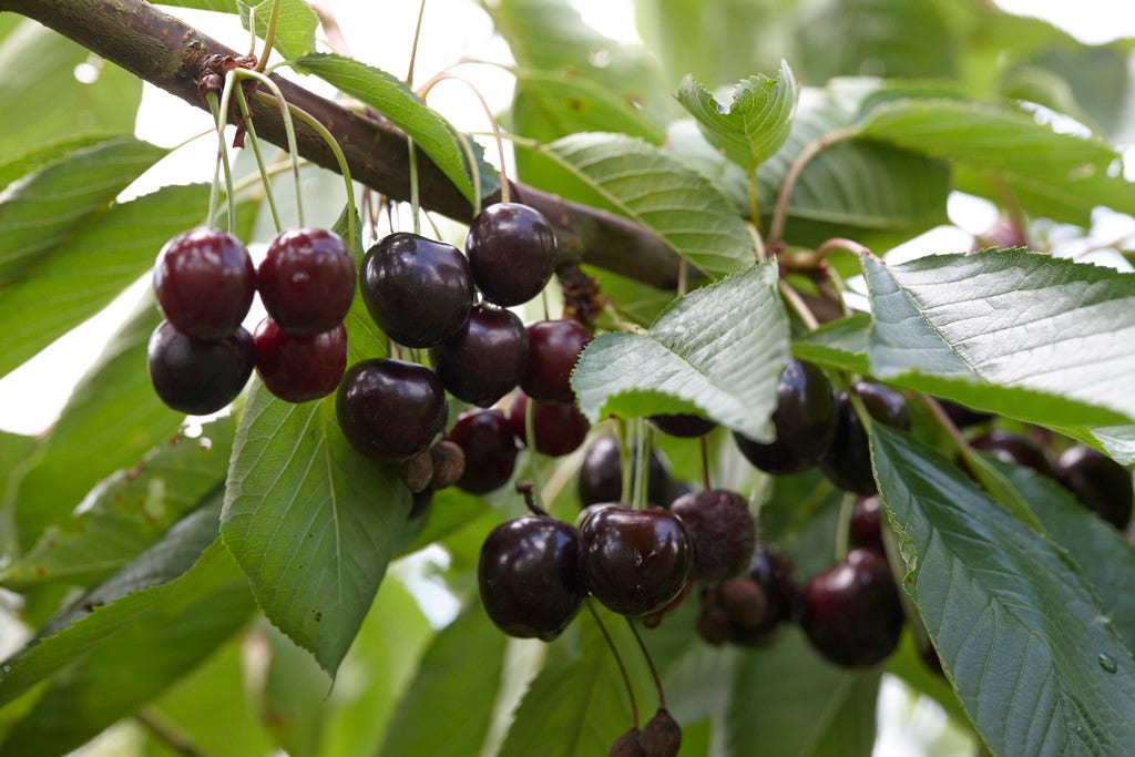 Kersenboom (Prunus avium 'Lapins')