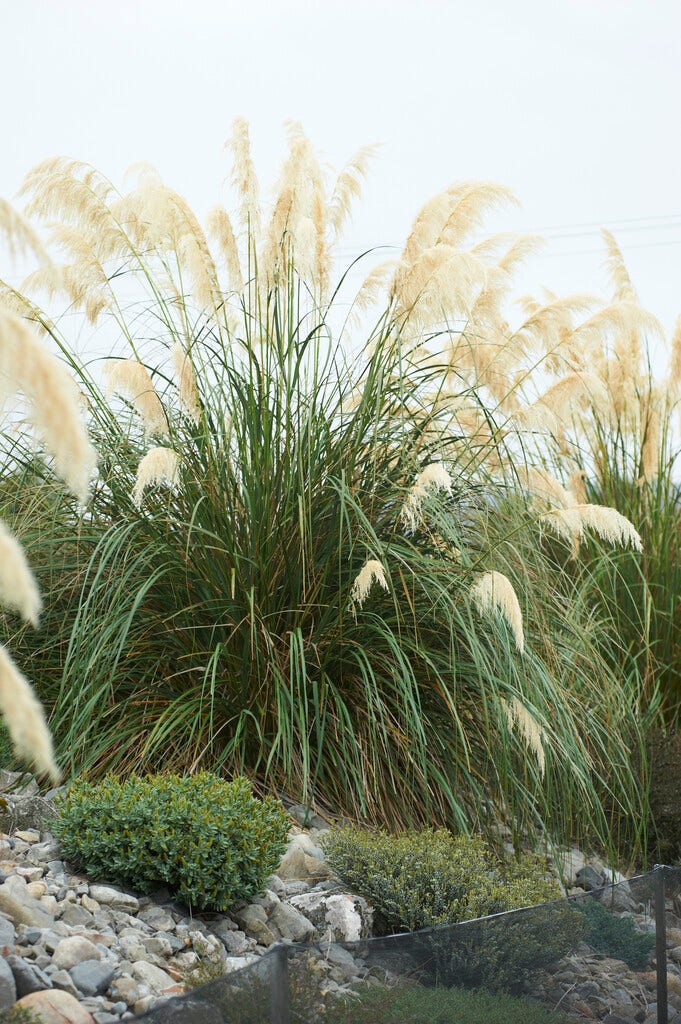 Pampasgras (Cortaderia selloana 'Senior')