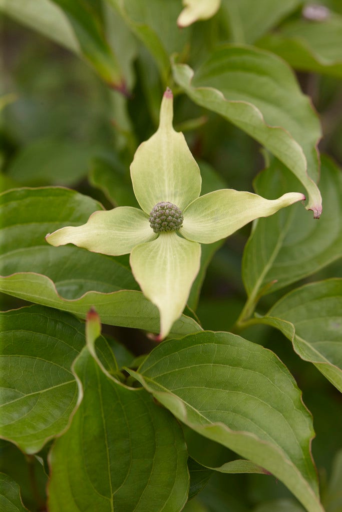 Japanse Kornoelje (Cornus kousa 'Weisse Fontaine')