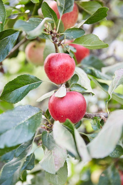 Lei-Appel Malus domestica 'Katja'