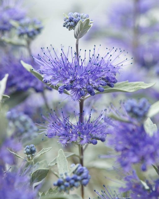 Caryopteris (Caryopteris x clandonensis 'Sterling Silver')