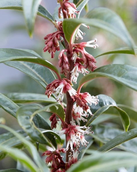 Sarcococca (Sarcococca hookeriana 'Winter Gem')