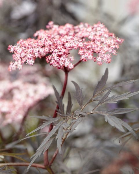 Zwarte vlier (Sambucus nigra 'Black Lace')