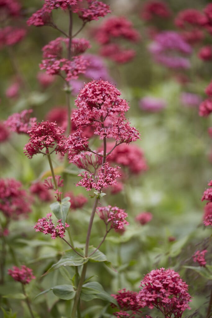 Valeriaan (Centranthus ruber)