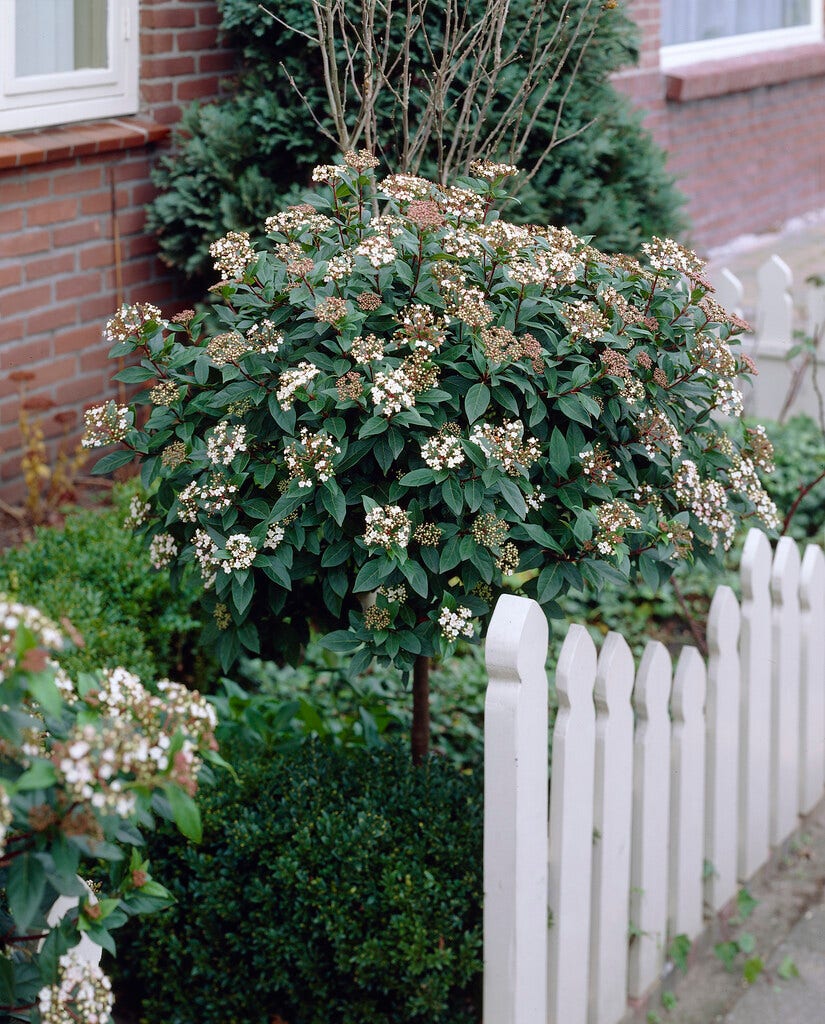 Sneeuwbal op stam (Viburnum tinus 'Eve Price')