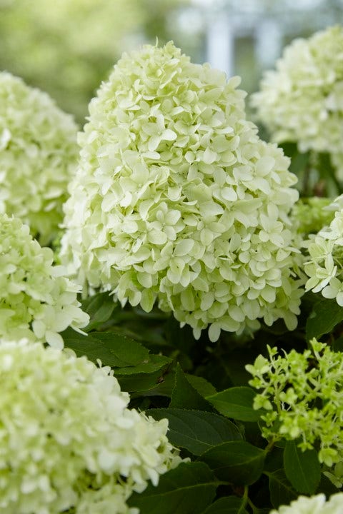 Pluimhortensia (Hydrangea paniculata 'Little Spooky')