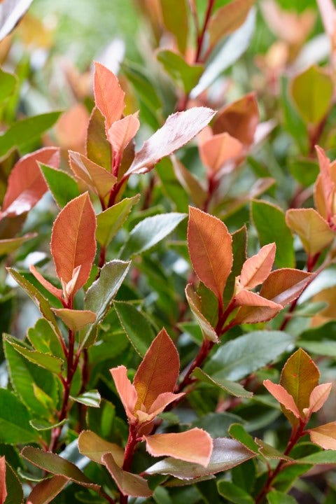 Glansmispel (Photinia fraseri 'Chico')