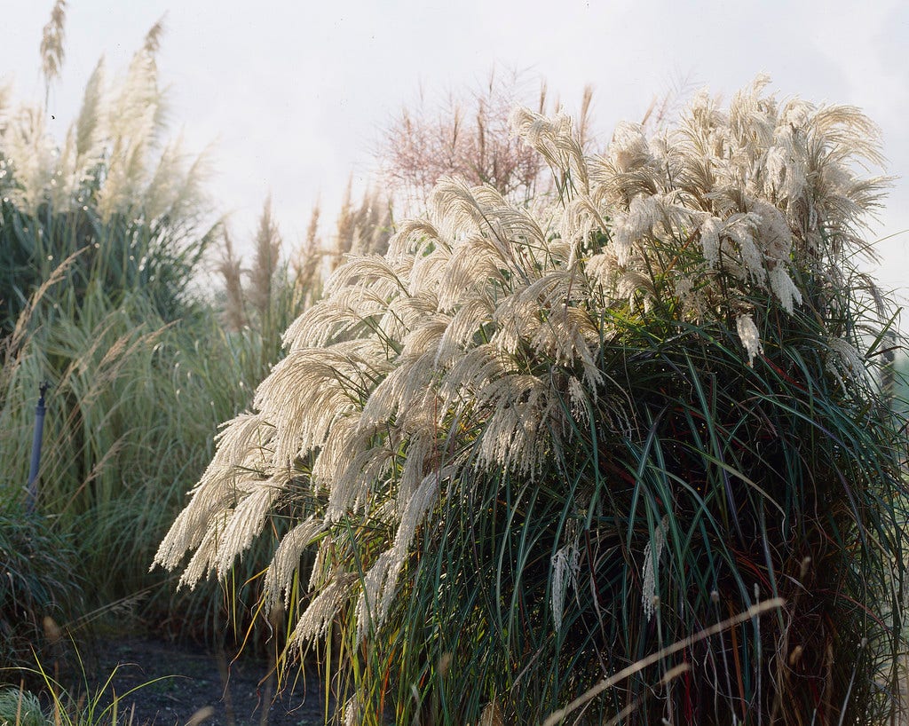 Prachtriet (Miscanthus sinensis 'Purpurascens')