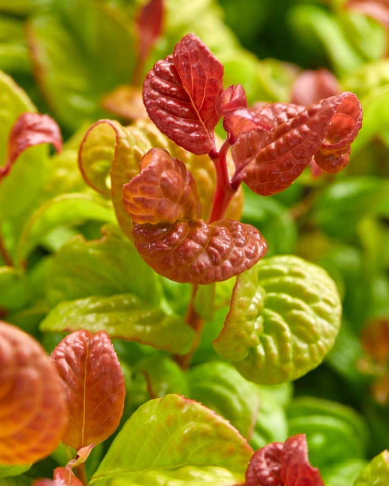 Druifheide (Leucothoe axillaris 'Curly Gold')