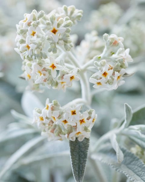 Vlinderstruik (Buddleja 'Silver Anniversary')