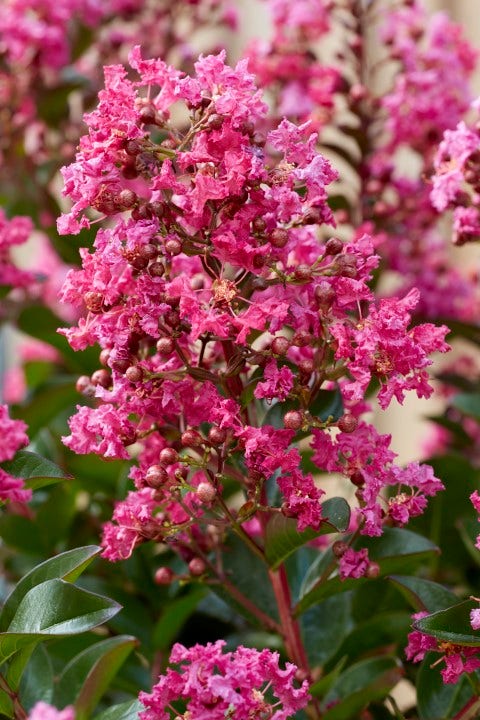 Lagerstroemia als halfstam (Lagerstroemia indica 'Berry Dazzle')