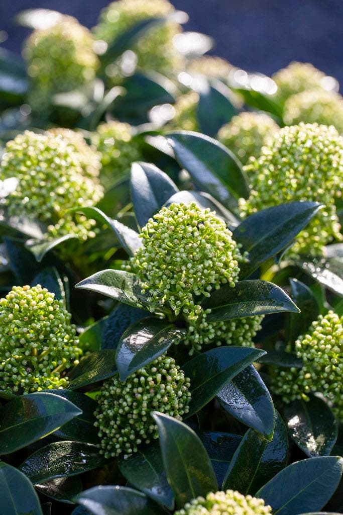 Skimmia (Skimmia japonica 'White Globe')