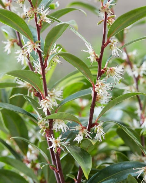 Sarcococca (Sarcococca hookeriana 'Purple Gem')