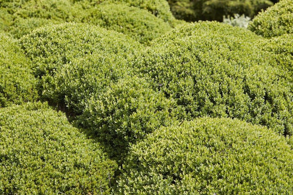 Borderpakket Wintergroene Wolkvormen