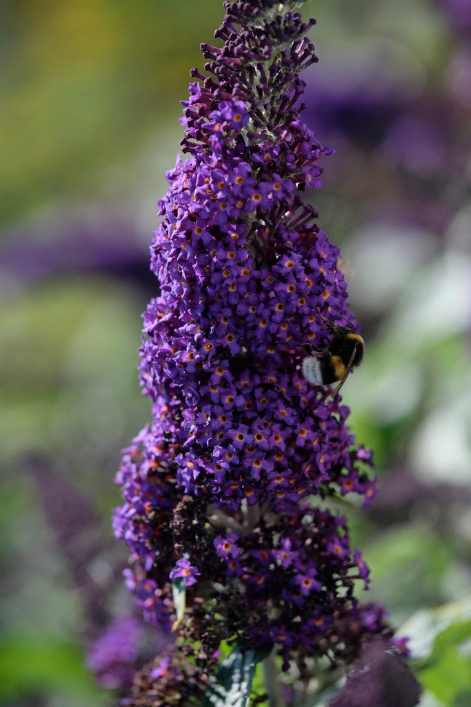 Vlinderstruik (Buddleja 'Rocketstar Indigo')