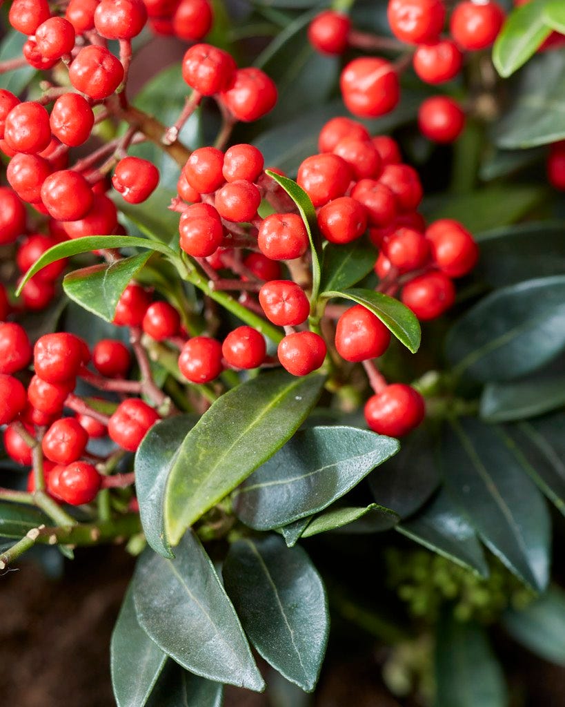 Skimmia (Skimmia japonica 'Red Diamonds')