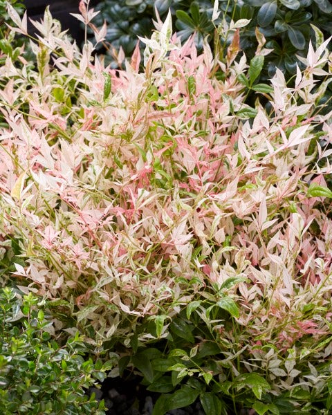 Hemelse bamboe (Nandina domestica 'Twilight')