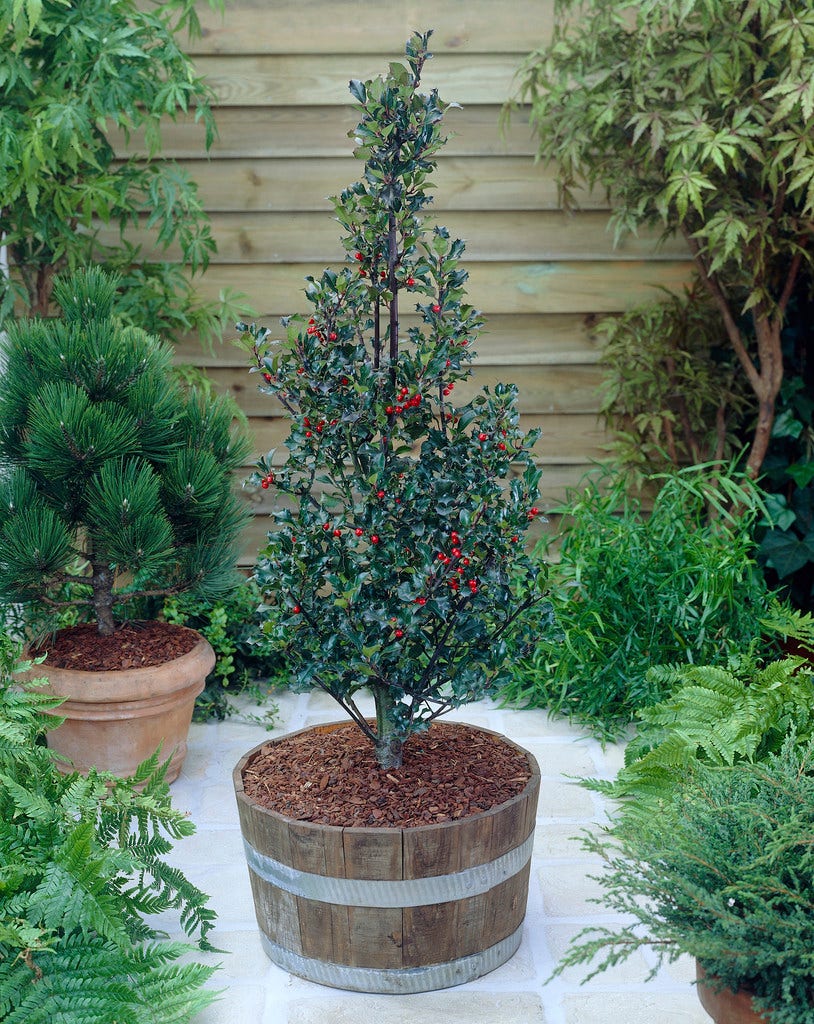 Blauwe Hulst (Ilex meserveae 'Blue Angel')