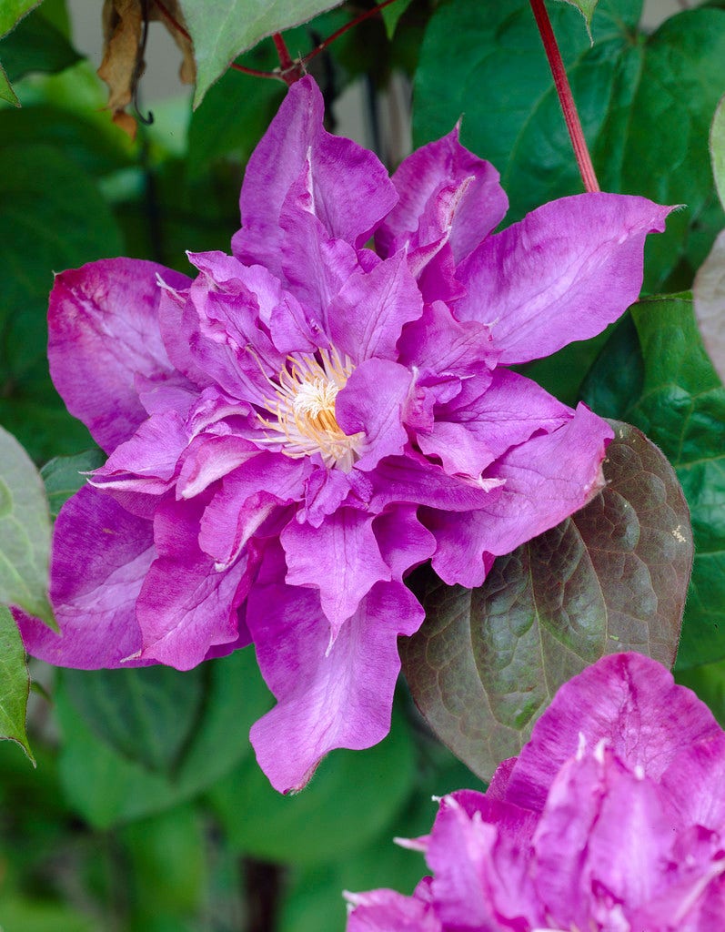 Bosrank (Clematis 'Vyvyan Pennell')