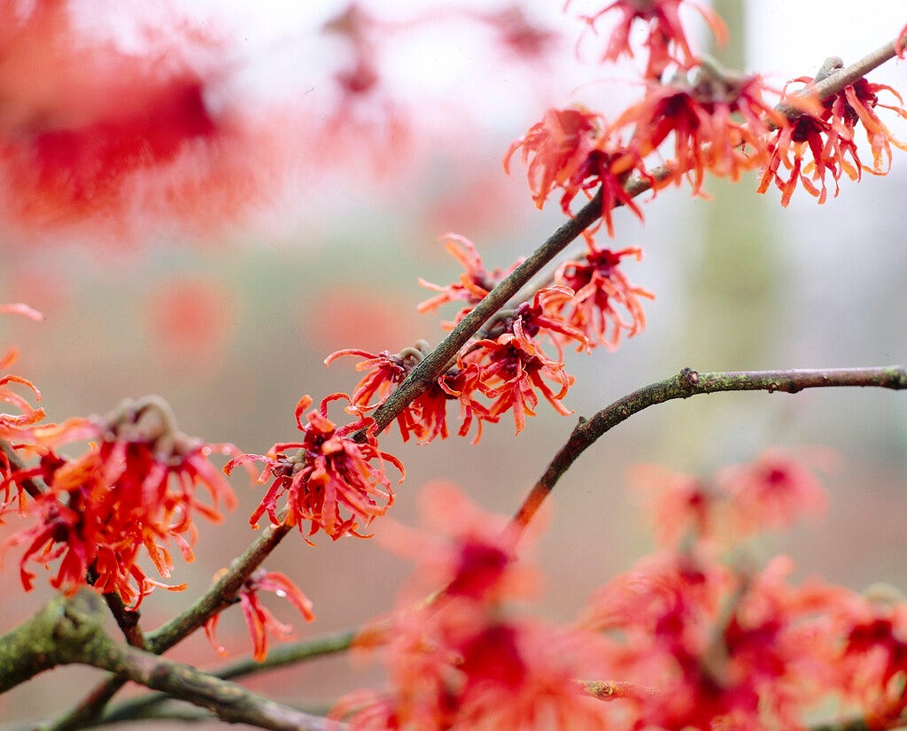 Toverhazelaar (Hamamelis intermedia 'Diane')