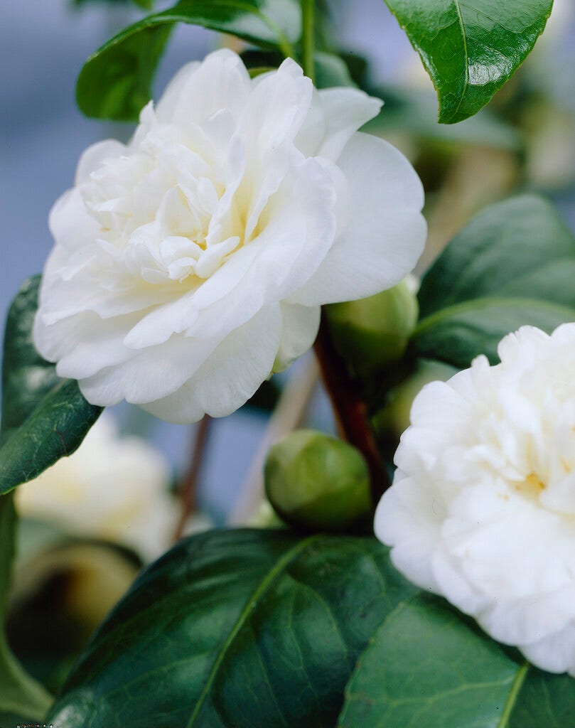 Camelia (Camellia japonica 'Alba Plena')