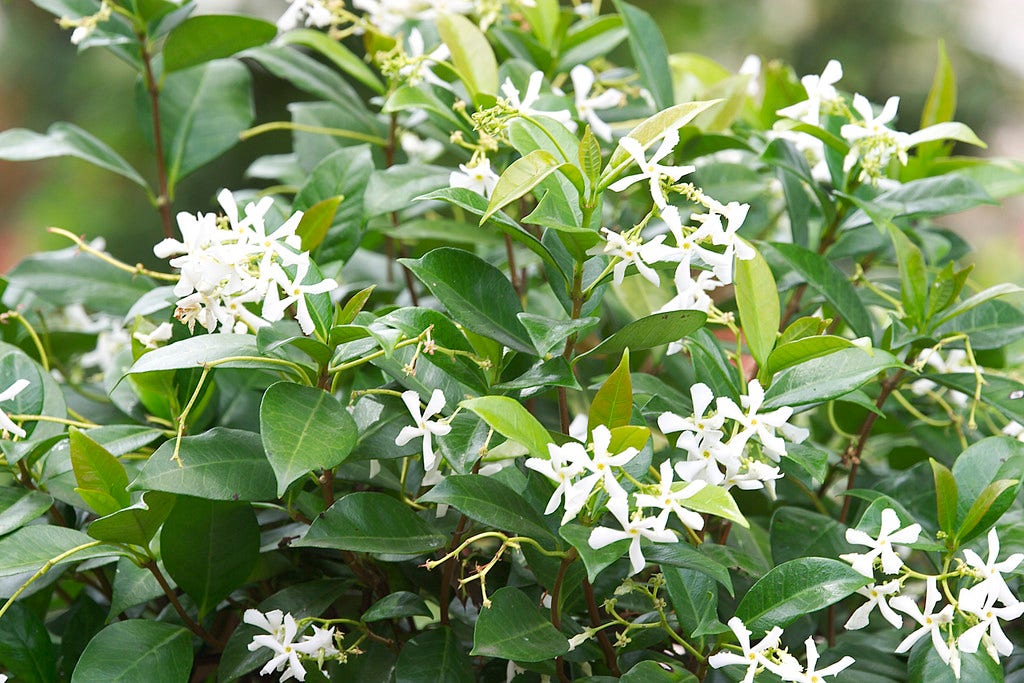 Toscaanse Jasmijn (Trachelospermum jasminoides)