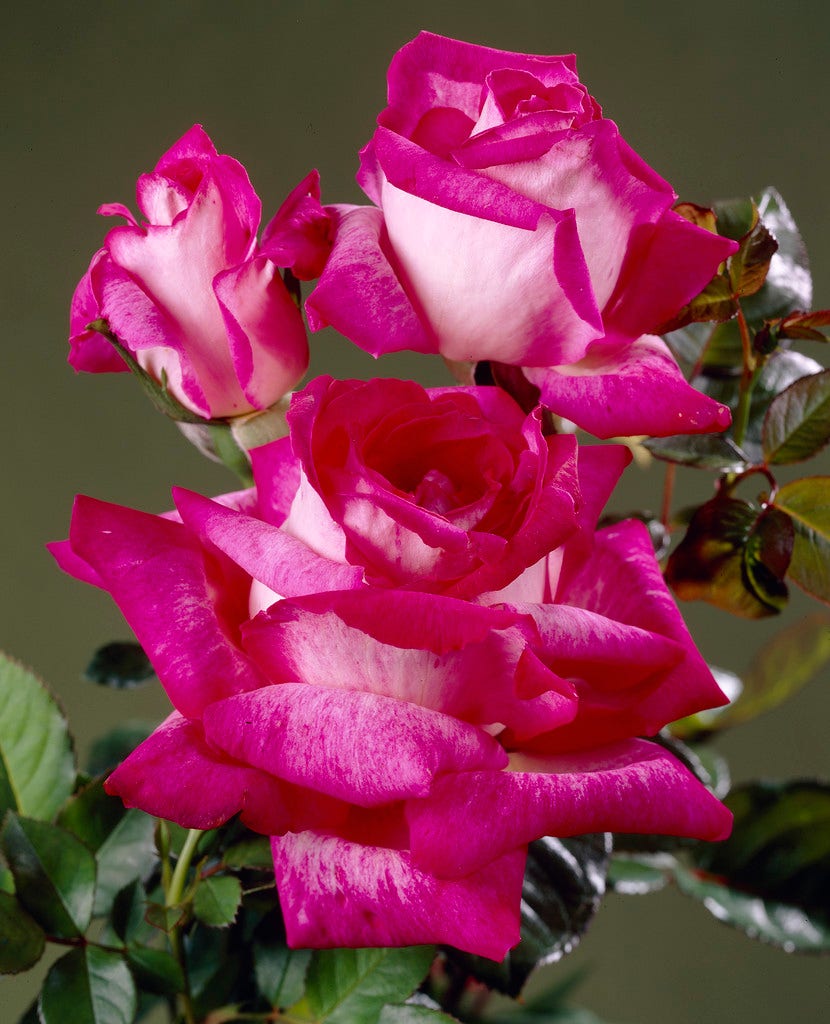 Grootbloemige Roos (Rosa 'Rose Gaujard')