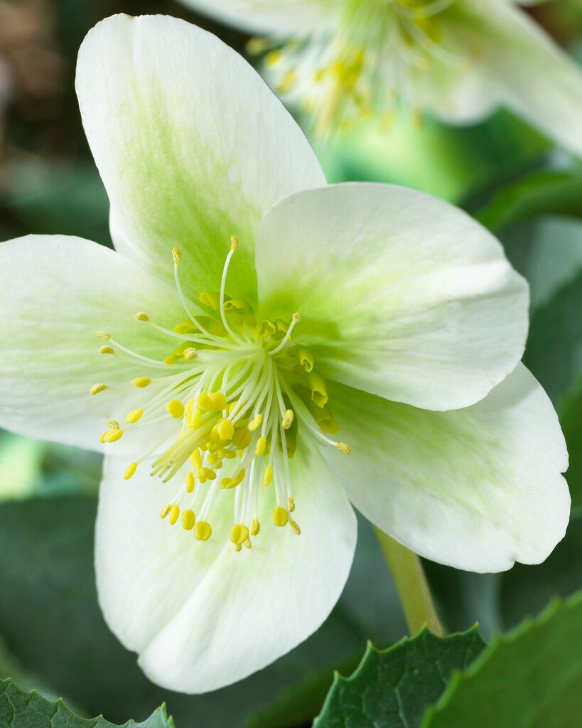 Nieskruid (Helleborus 'White Beauty')