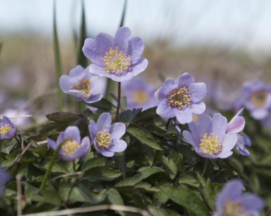 Anemoon (Anemone nemorosa 'Robinsoniana')