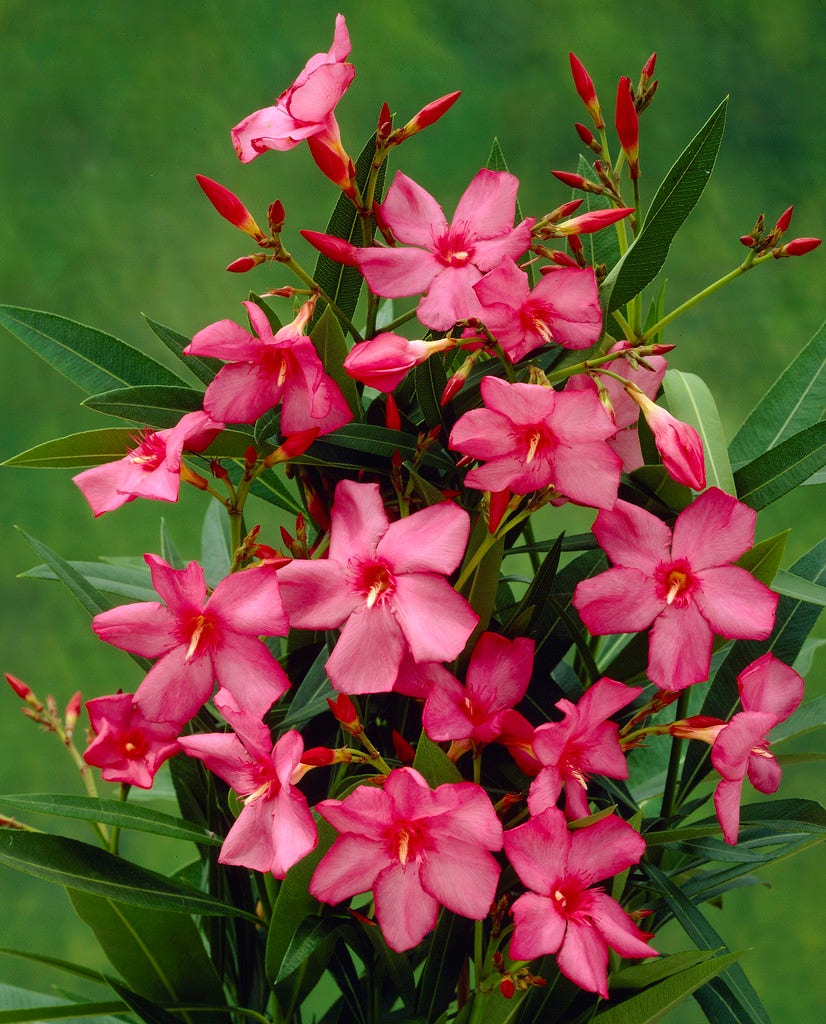 Smalbladige Oleander (Nerium oleander 'Papa Gambetta')