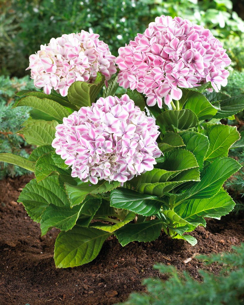 Hortensia (Hydrangea 'Peppermint')