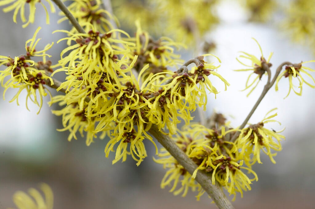 Toverhazelaar (Hamamelis intermedia 'Westerstede')