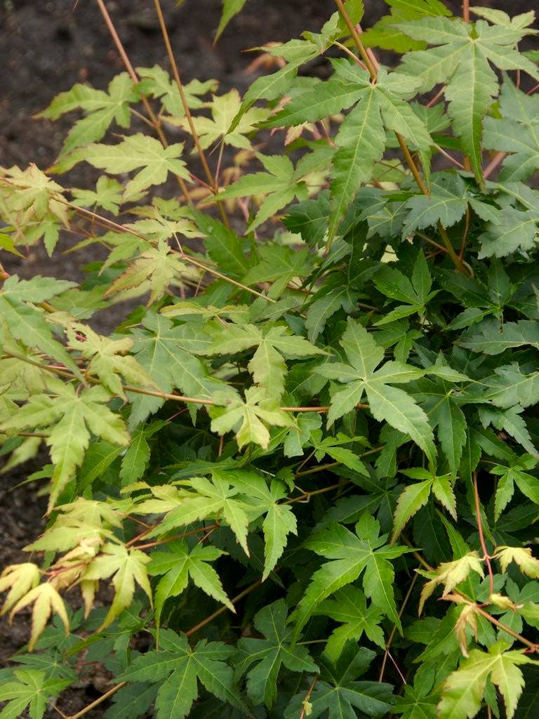 Japanse esdoorn (Acer palmatum 'Bi Hoo')