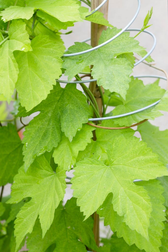 Dwerghop (Humulus lupulus 'Golden Tassels')