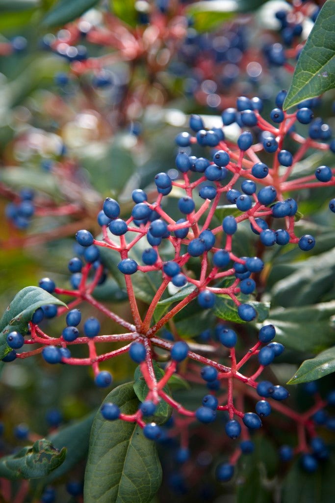 Sneeuwbal (Viburnum globosum 'Jermyn's Globe')