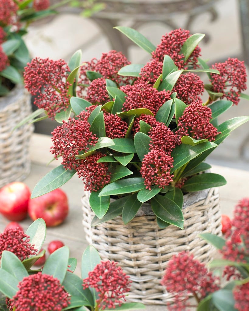 Skimmia (Skimmia japonica 'Red Dwarf')