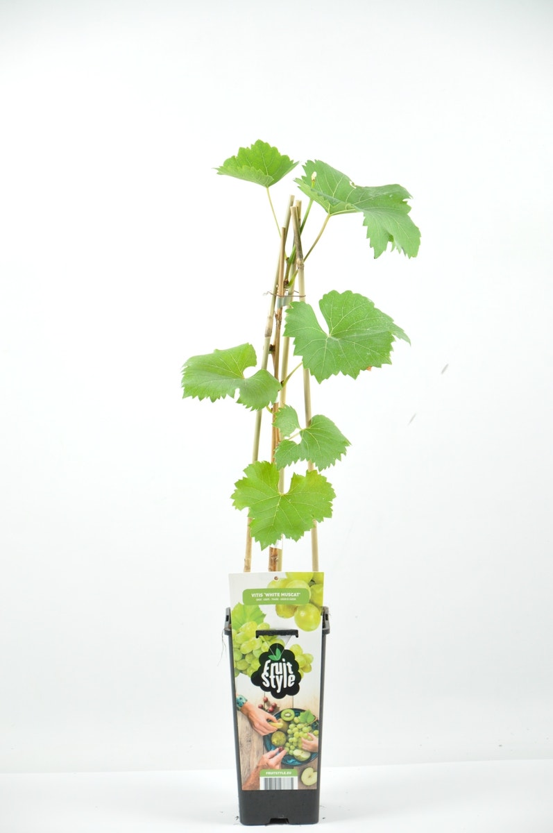 Witte druif (Vitis 'White Muscat')