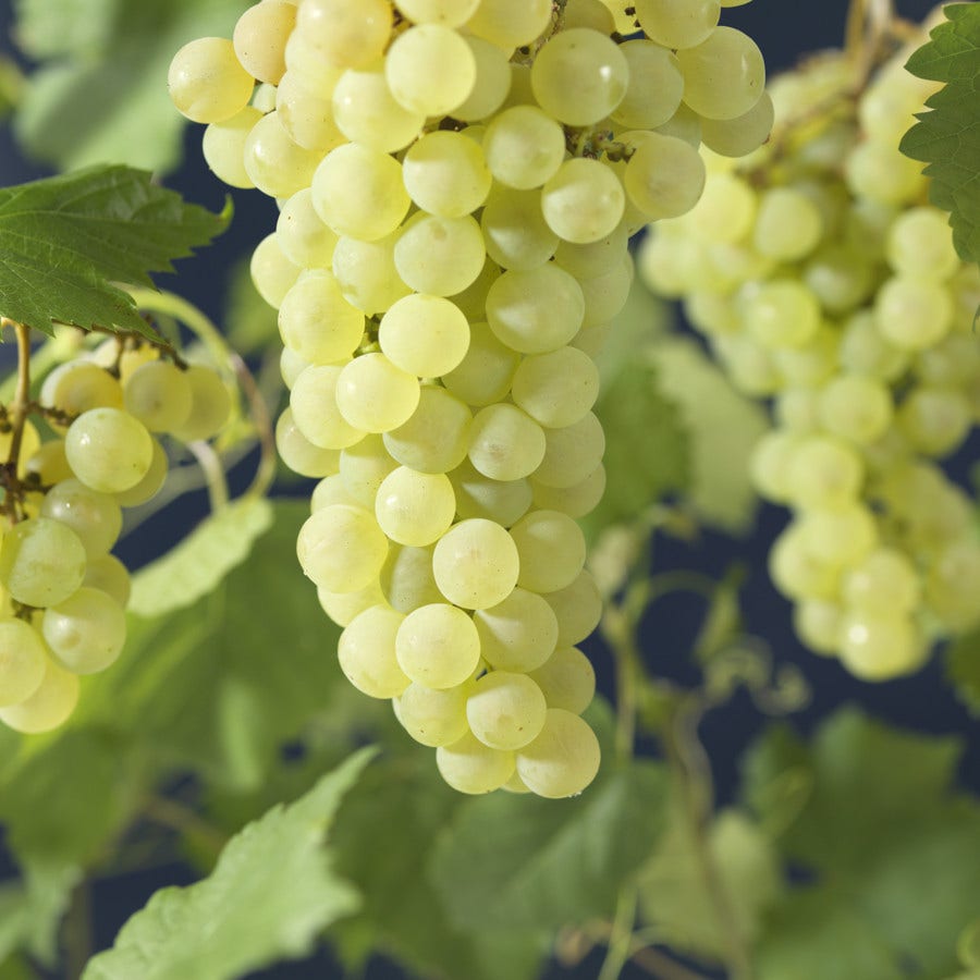 Witte Druif (Vitis 'Vroege van der Laan')