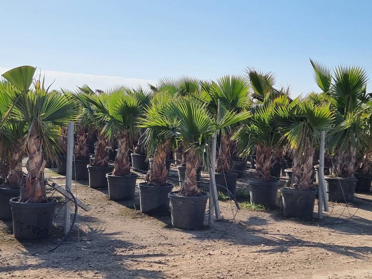 Washingtonia (Washingtonia robusta)