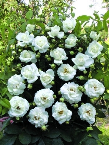 Klimroos (Rosa 'White new Dawn')