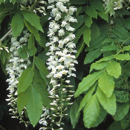 Blauwe regen, wit (Wisteria sinensis 'Alba')