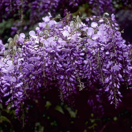 Blauwe regen (Wisteria sinensis 'Prolific')