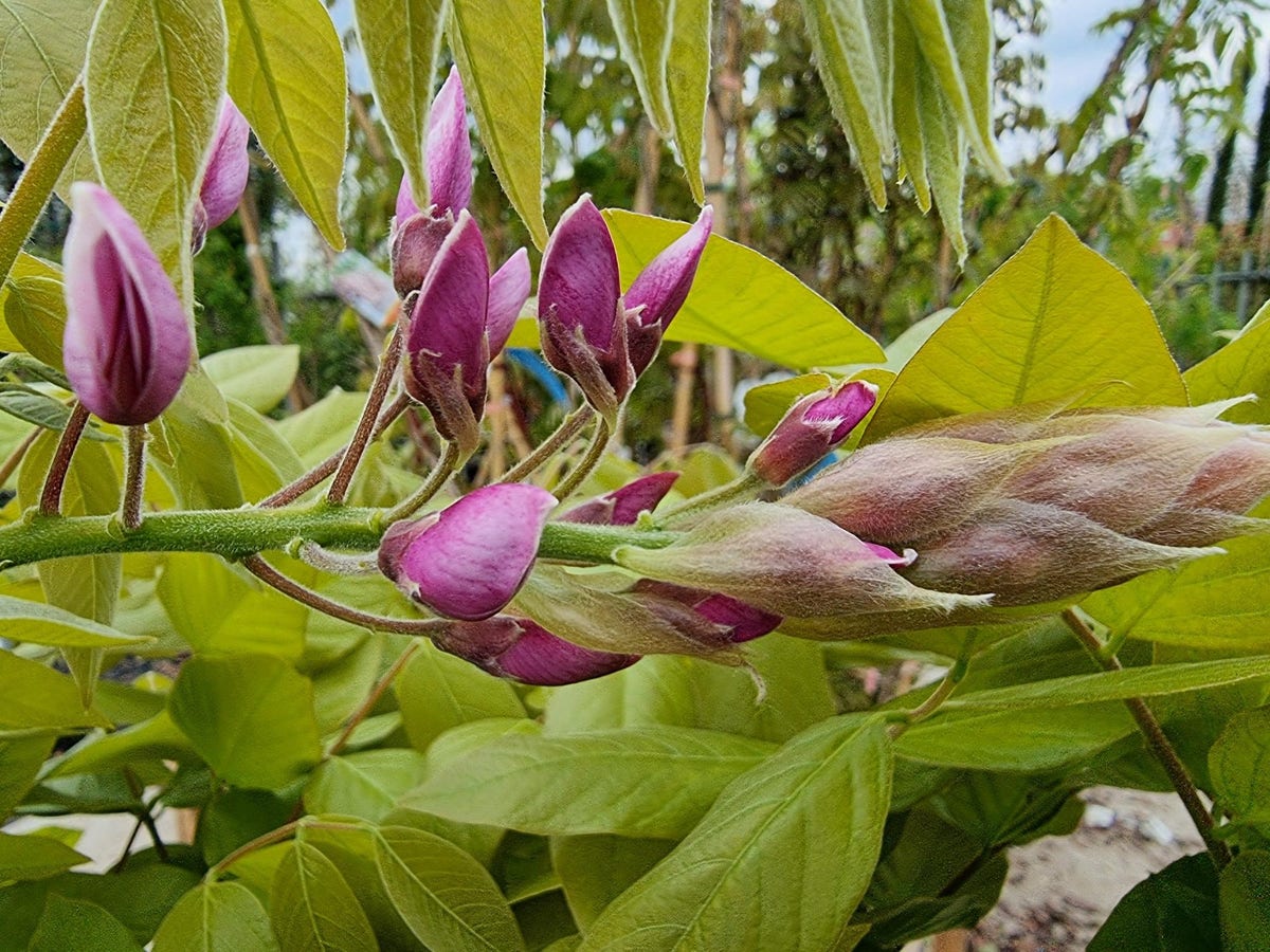 Blauwe regen op stam (Wisteria sinensis 'Rose')