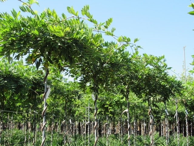 Blauwe regen als dakboom (Wisteria sinensis 'Prolific')